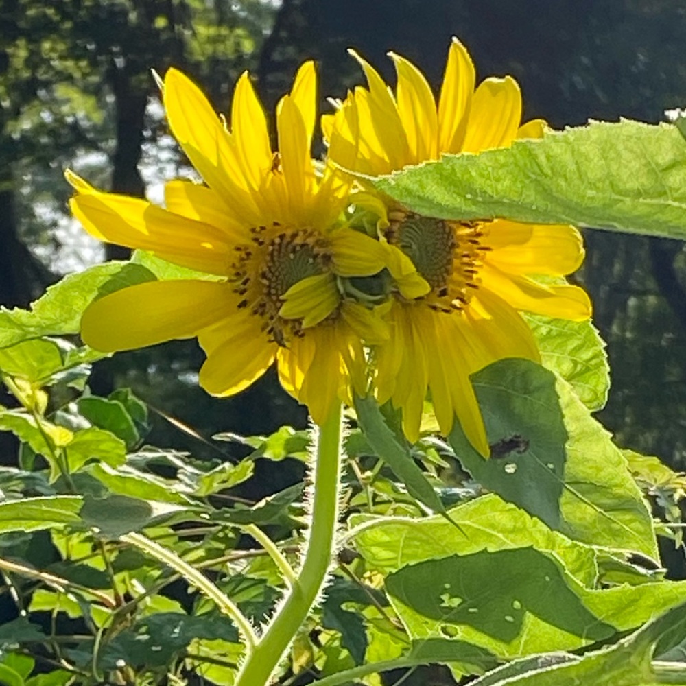 Meet your Posher, Lola